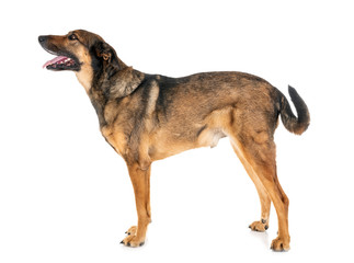 malinois in studio