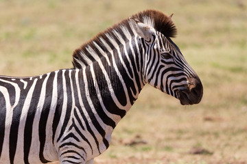 Fototapeta na wymiar zebra head