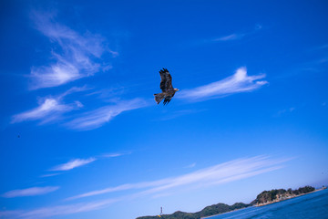 Fototapeta premium 海を飛ぶとんび