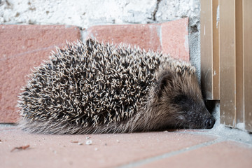 The European hedgehog (Erinaceus europaeus), is a mammal of the family Erinaceidae