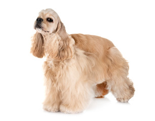 american cocker spaniel