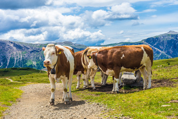 Fototapeta na wymiar Alpe di Siusi, Seiser Alm with Sassolungo Langkofel Dolomite, a herd of cattle standing on top of a grass covered field