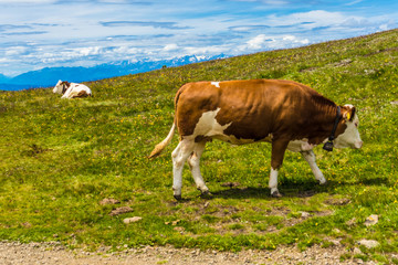Fototapeta na wymiar Alpe di Siusi, Seiser Alm with Sassolungo Langkofel Dolomite, a brown and white cow standing on top of a grass covered field