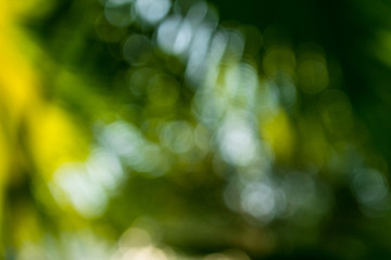Obraz premium Background of nature