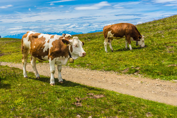 Alpe di Siusi, Seiser Alm with Sassolungo Langkofel Dolomite, a group of cattle standing on top of a lush green field