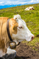 Alpe di Siusi, Seiser Alm with Sassolungo Langkofel Dolomite, a brown and white cow standing on top of a dirt field