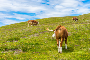 Fototapeta na wymiar Alpe di Siusi, Seiser Alm with Sassolungo Langkofel Dolomite, a herd of cattle standing on top of a lush green field