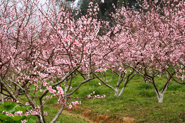 peach blossom in china