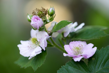 ブラックベリーの花横