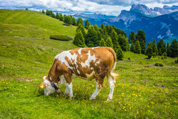 Fototapeta na wymiar Alpe di Siusi, Seiser Alm with Sassolungo Langkofel Dolomite, a brown and white cow standing on top of a lush green field