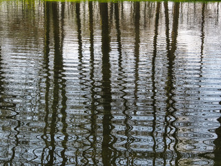 trees mirrored on rippled water surface