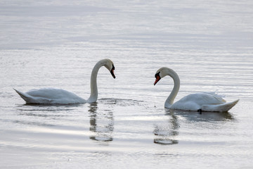 Two swans in lake.