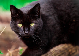 black cat