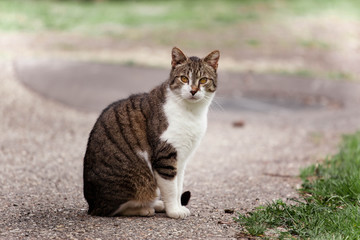 Naklejka na ściany i meble cat in the garden