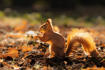Beautiful and playful wild squirrel in the morning sun. Autumn shot with orange fallen leaves. Curious and cute creature. Warm tones, sunlit meadow.