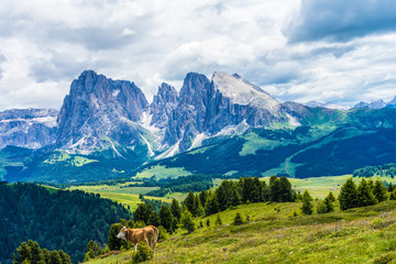Naklejka premium Alpe di Siusi, Seiser Alm with Sassolungo Langkofel Dolomite, a group of cattle grazing on a lush green hillside