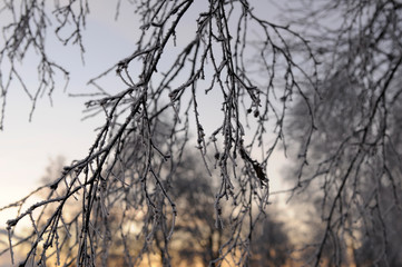 frozen tree