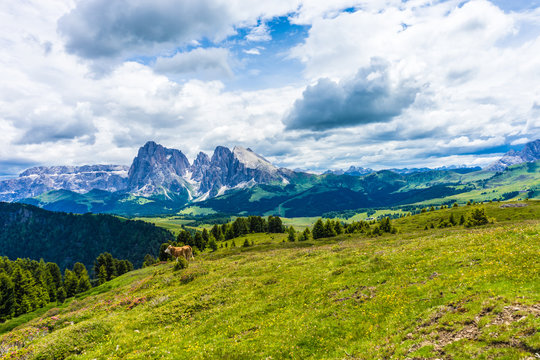 Alpe di Siusi, Seiser Alm with Sassolungo Langkofel Dolomite, a large green field with a mountain in the background