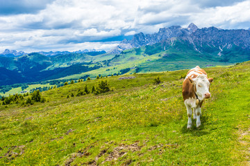 Alpe di Siusi, Seiser Alm with Sassolungo Langkofel Dolomite, a brown and white cow standing on top of a lush green field