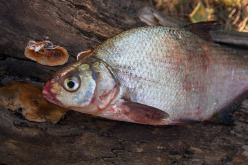 Several common bream fish on green grass. Catching freshwater fish on natural background.