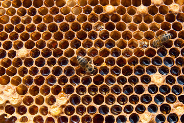 Close up view of the working bee on the honeycomb with sweet honey..