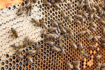 Busy bees, close up view of the working bees on honeycomb. .
