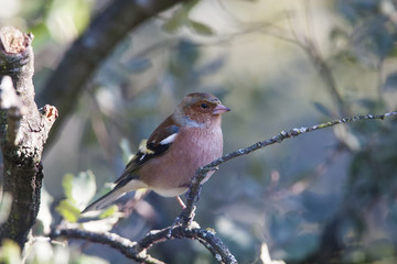 pinson des arbres