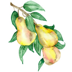Watercolor painting is a Botanical illustration of a pear tree branch with fruit and leaves isolated on a white background.
