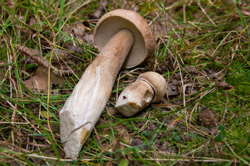 Group of porcini mushrooms (Boletus edulis, cep, penny bun, porcino or king bolete) on natural background..