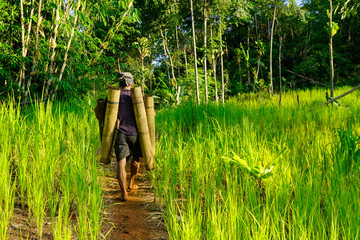 Life at a village with rice fields and activities in the village captured in the morning.