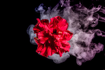 red tea rose flower in clouds of multicolored smoke on isolated black background with flash