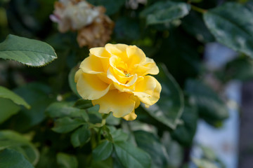 Beautiful yellow rose growing in the garden.