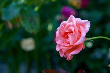 Beautiful pink rose growing in the garden.