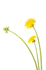 Dandelion (Taraxacum officinale) isolated on white background.