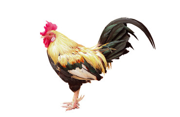 Thailand male chicken rooster isolated on white background .