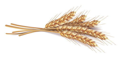 Ears of wheat in vector 3D realistic illustration. Ripe grain clipart for packaging design: bread, beer, kvass, pastries.
