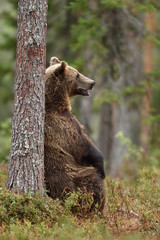 male brown bear sitting against a tree in forest at summer