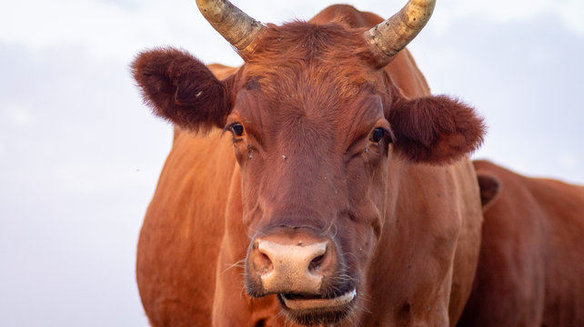 farm cow close up portrait