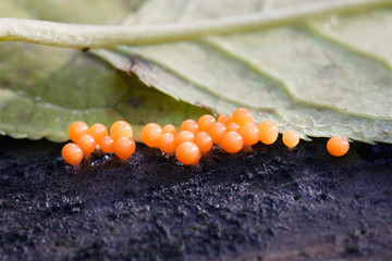 Orange slime mold or mould, Trichia decipiens