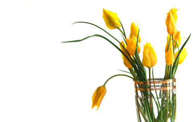 Spring flowers yellow tulips are not a white background. Beautiful spring flowers. Place to insert text and greetings.