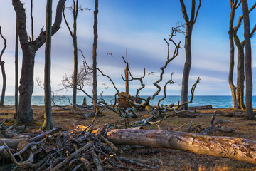 Gespensterwald von Nienhagen