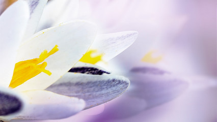 Spring flowers of crocuses. Soft lilac background. Beautiful spring flowers. Place to insert text and greetings.