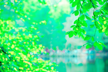 nature view of green leaf on blurred greenery background