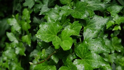 Green plant wet from the rain