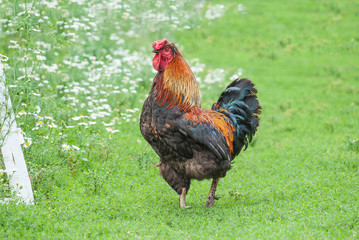 Rooster on green grass
