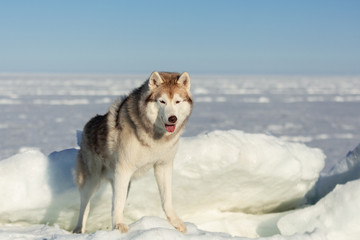 Free, beautiful and wise Siberian husky dog standing on ice floe and snow on the frozen sea background.