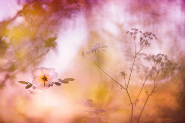 Pink rose and cow parsley in the garden. Ethereal soft focus summer image.