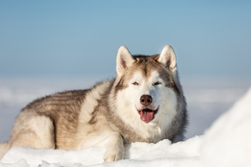 Beautiful and free Siberian husky dog lying on ice floe and snow on the frozen sea background.
