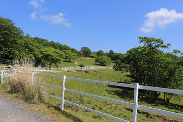 初夏の横根高原（ロッジから象の鼻への遊歩道）
