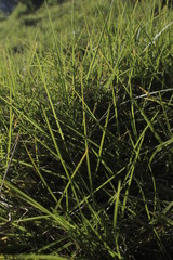 green grass in the wind